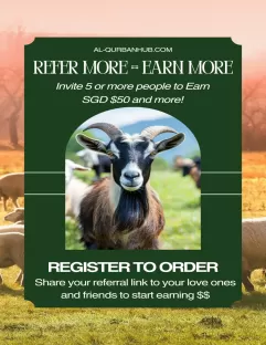 Qurban Sheep